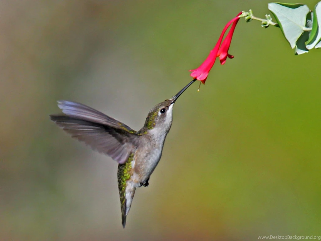 Ruby throated Hummingbird Hd Wallpapers
