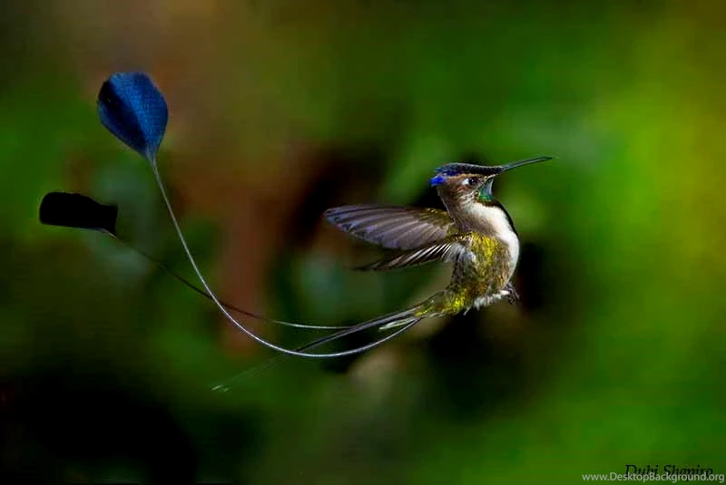 Marvelous Spatuletail Picture And Photo 11