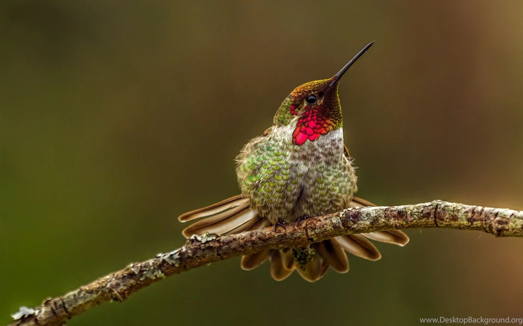 Hummingbird Wallpapers Wallpapers Cave