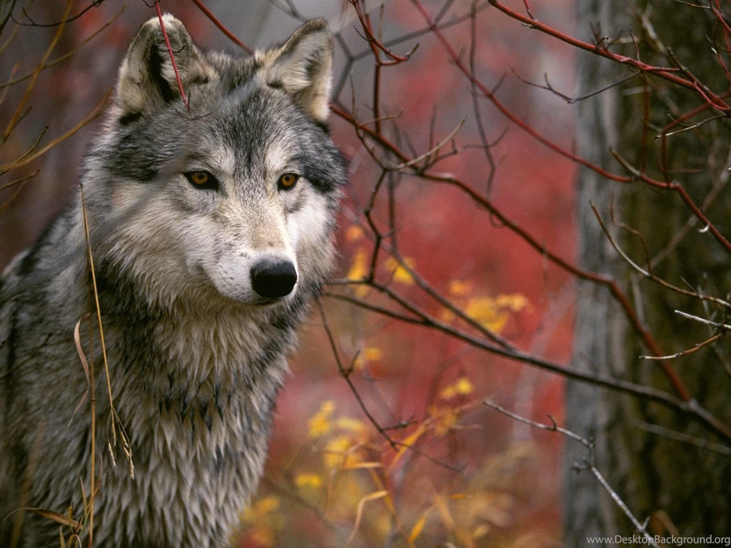 Jestingstock.com Lobo Gris Wallpapers