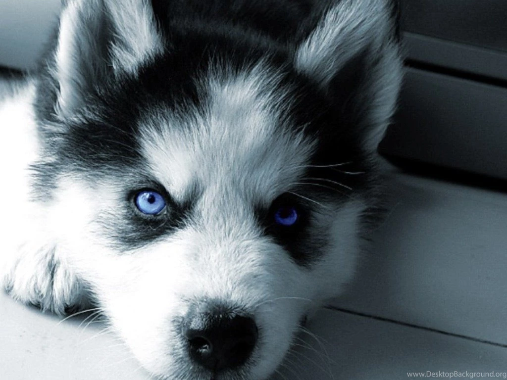 Wallpapers Lobos Lobo De Olhos Azuis 1024x768