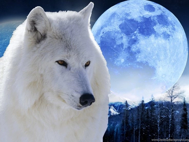Precioso Wallpapers Con La Luna Al Fondo Y Un Lobo Blanco En Primer ...