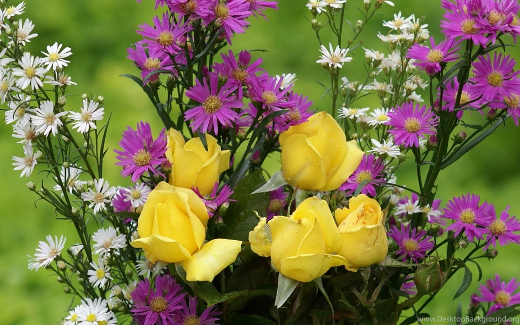 Most Beautiful Wallpapers Of Rose In The World 7