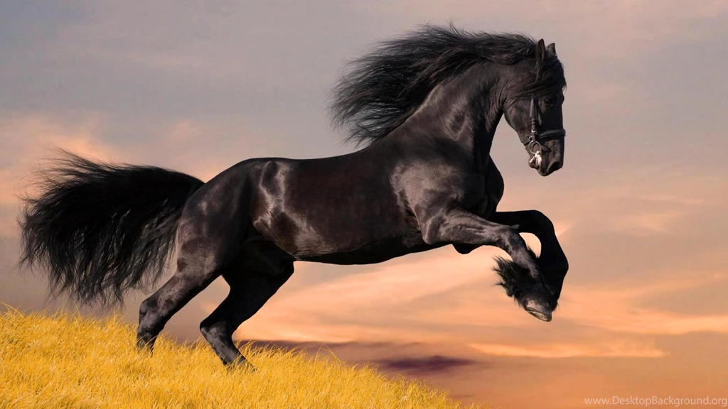 Top Five Most Beautiful Horses HD Wallpapers
