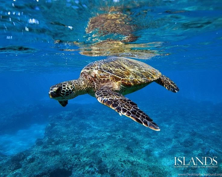 Picture Of Maui