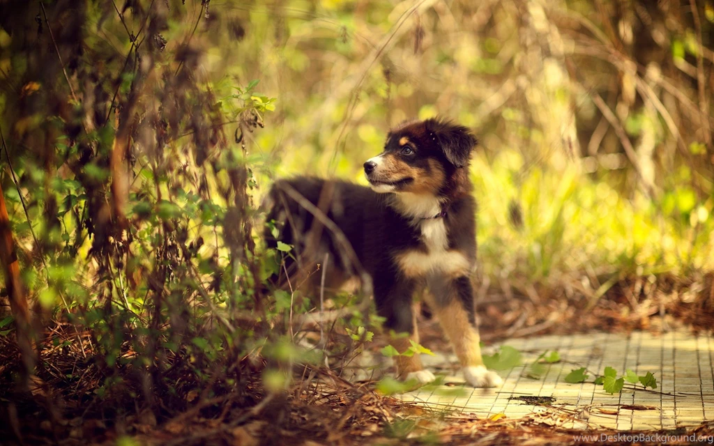 Australian Shepherd Wallpapers HD Download