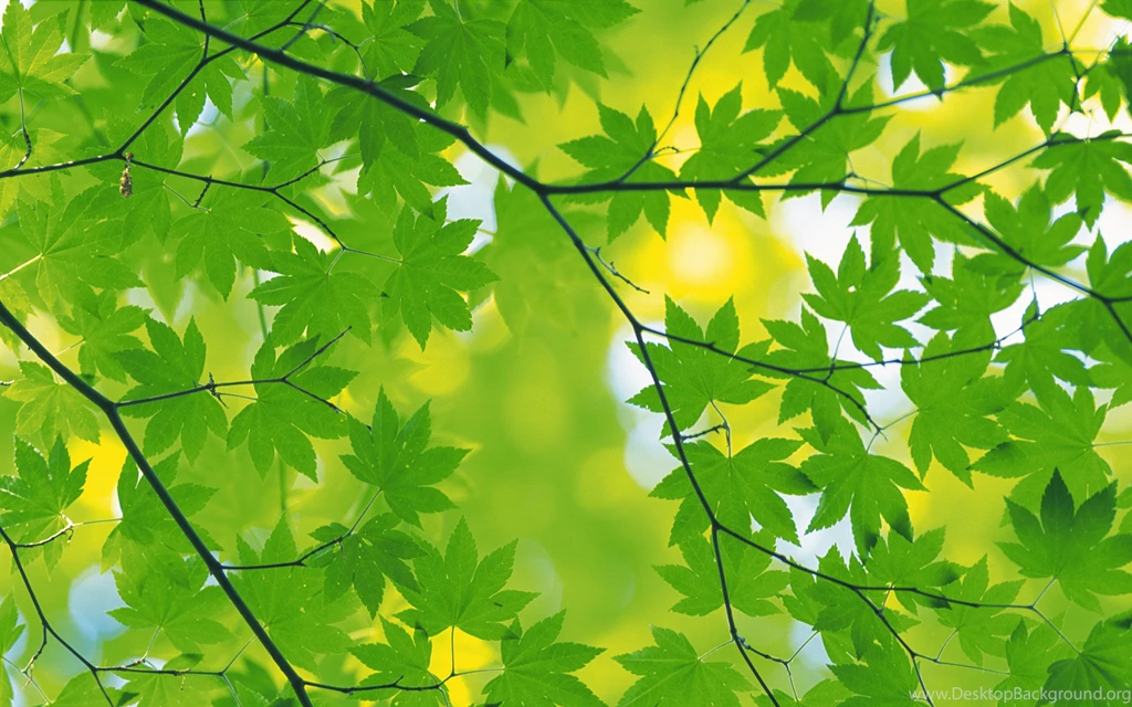 HD Best Green Autumn Leaves BAckground Wallpapers Full Size ...