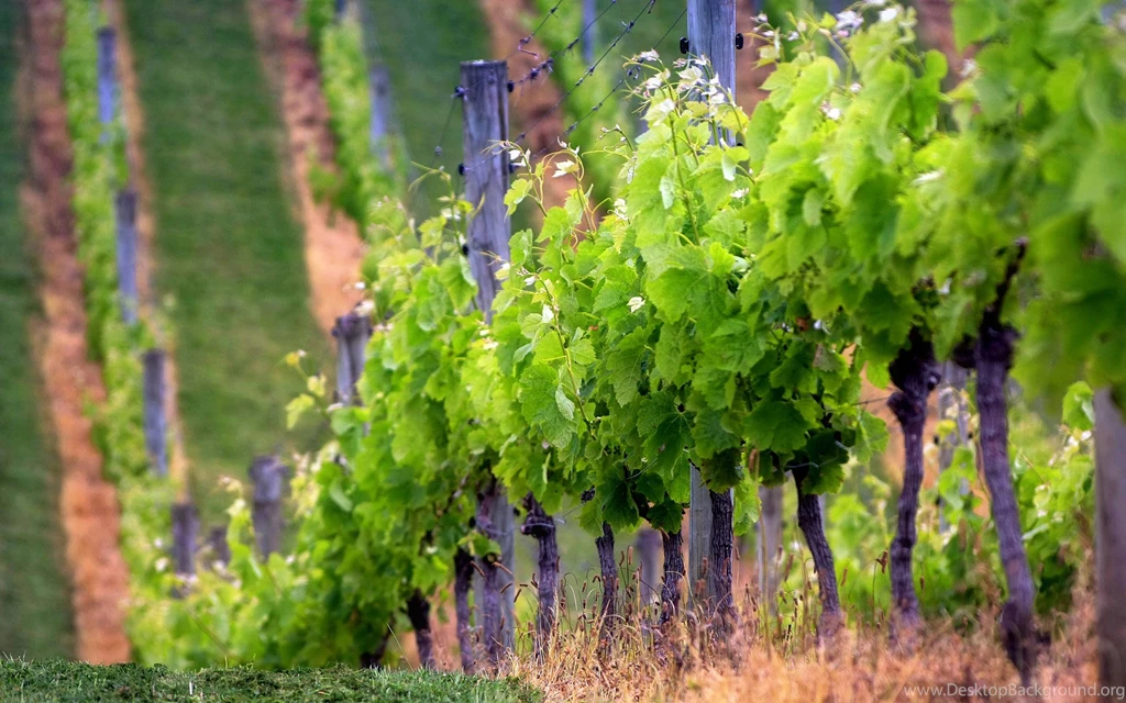 Best Vineyard Wallpaper Backgrounds