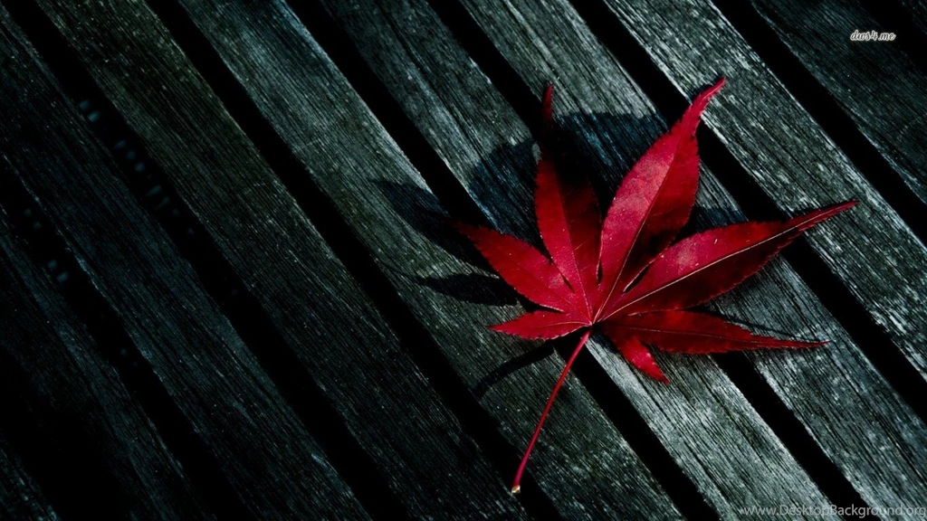 Red Leaf Wallpapers Photography Wallpapers