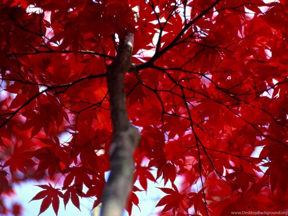 Maple Leaves