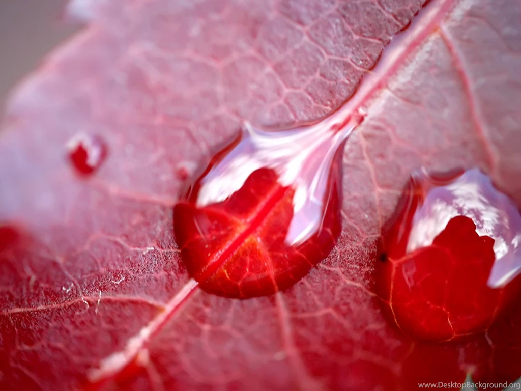 1600x1200 Water On Red Leaf Desktop PC And Mac Wallpapers