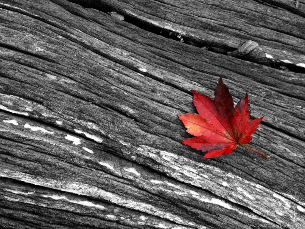 1024x768 A Red Leaf Desktop PC And Mac Wallpapers