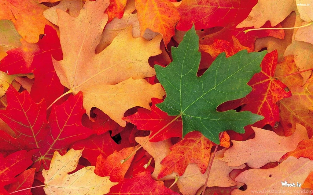 Hd wallpaper of red leaf and lonely green leaf
