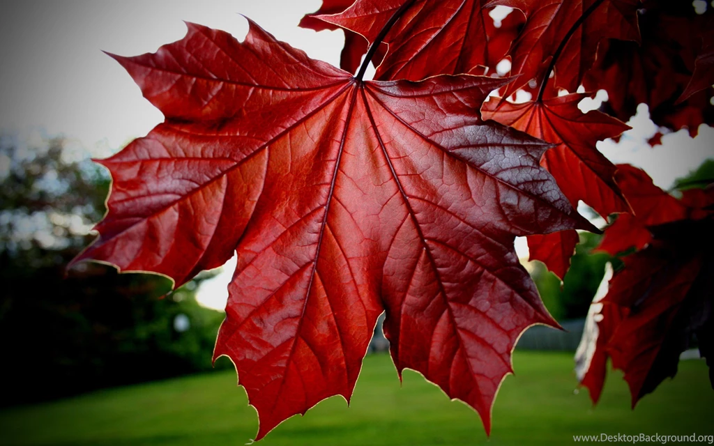 Leaf Wallpapers