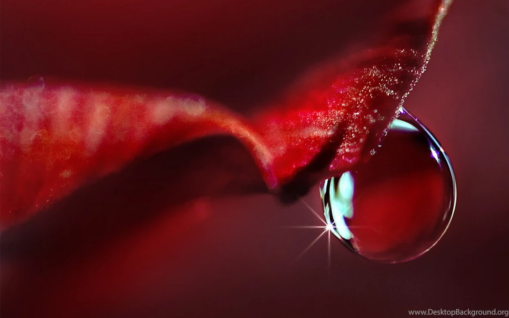 Red Leaf Water Drop Wallpapers
