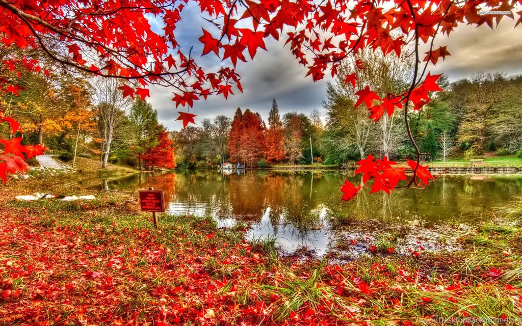 Red Leaf Carpet On The Lake Side Wallpapers