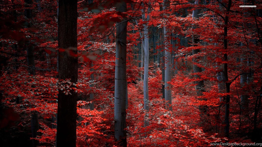Red Forest Wallpapers