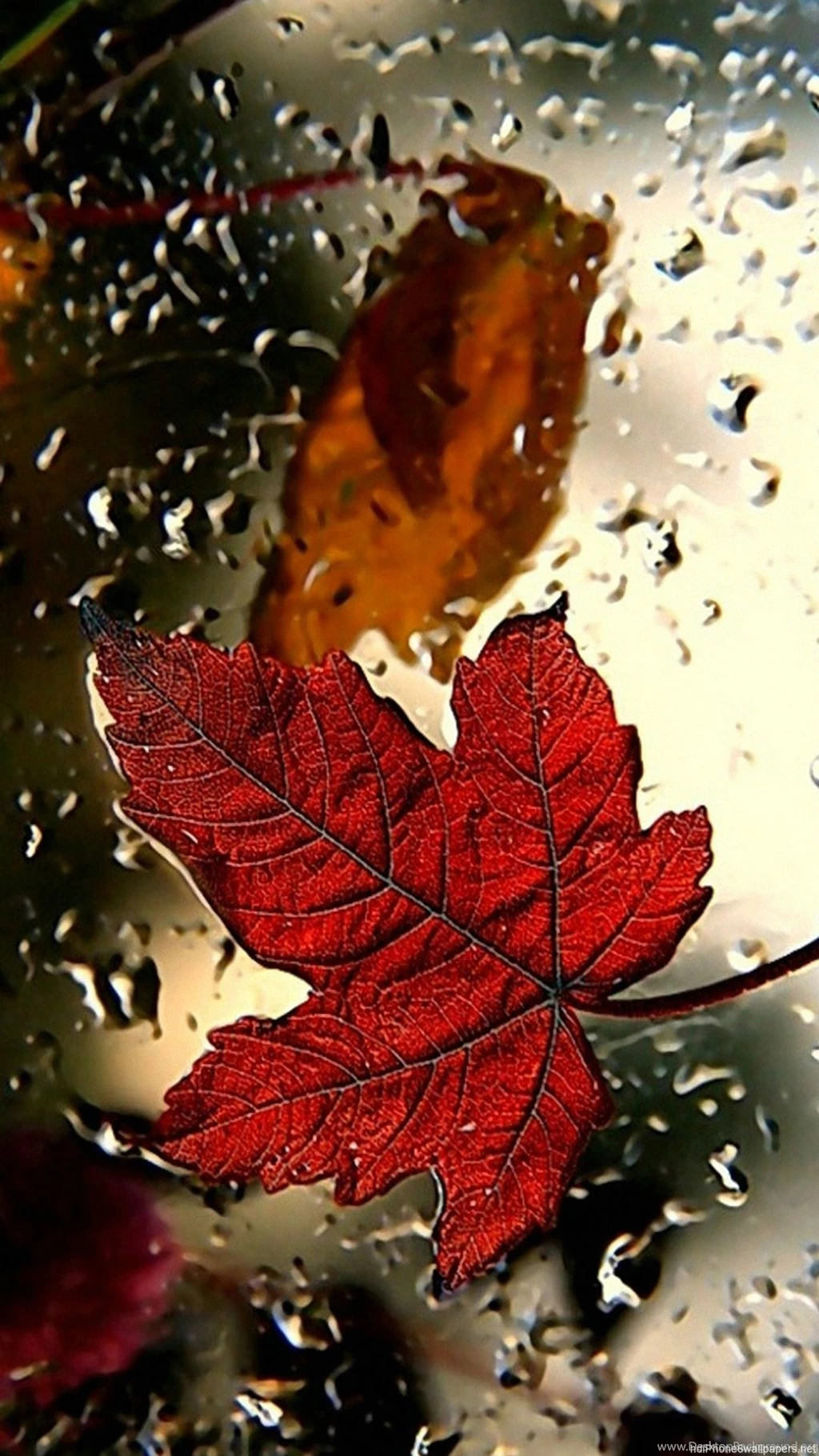 Red Leaf iPhone 6 Wallpapers HD And 1080P 6 Plus Wallpapers