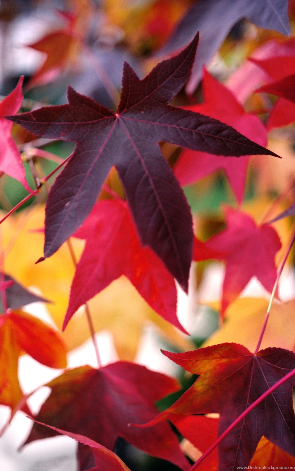 Desktop Pictures: Gumdrop Leaves 1050x1680