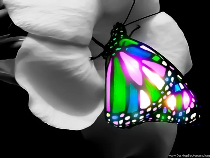 3D Butterfly Wallpapers