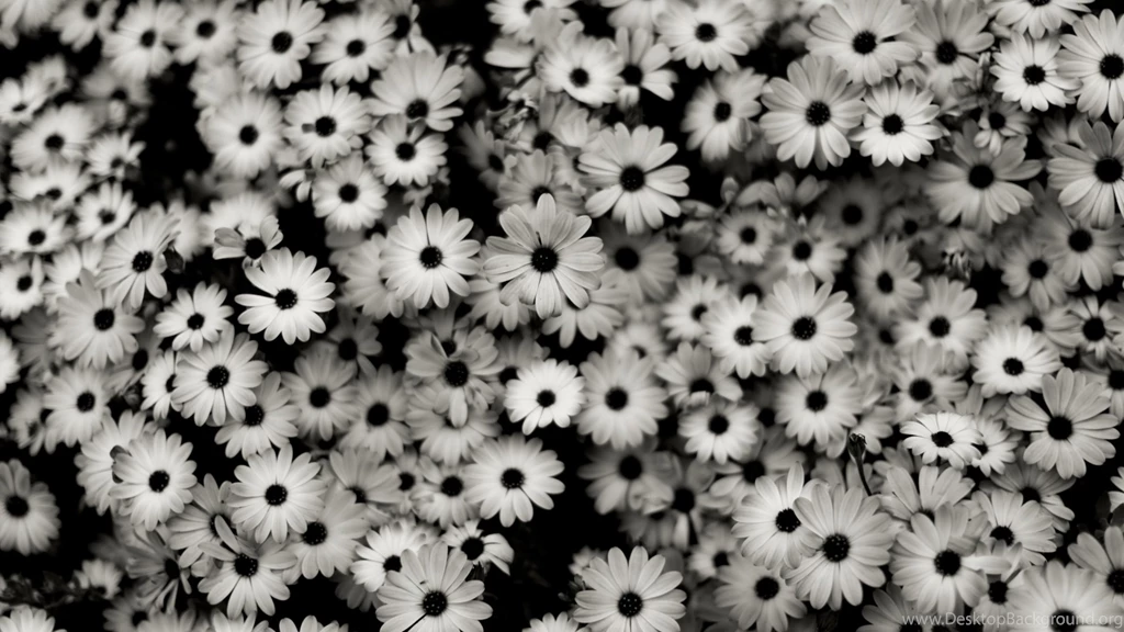 Download Wallpapers 1920x1080 Black White, Flowers, Grey, Daisies ...