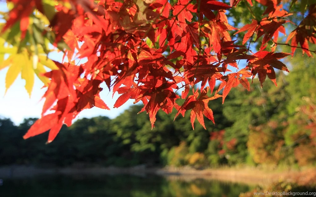 Travel Japan Beautiful Fall Scenery In Rokkosan 1280x800 NO.33 ...