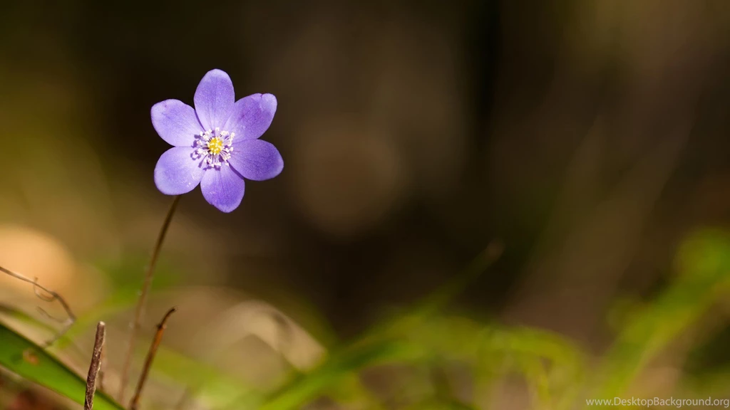 Violet Flower Desktop Backgrounds Hd Wallpapers