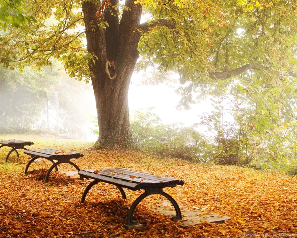 Foliage In The Park Wallpapers