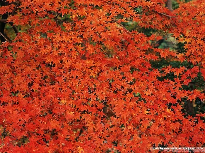 Autumn Scenery Wallpapers   Fall Leaves & Trees14   Wallcoo.net