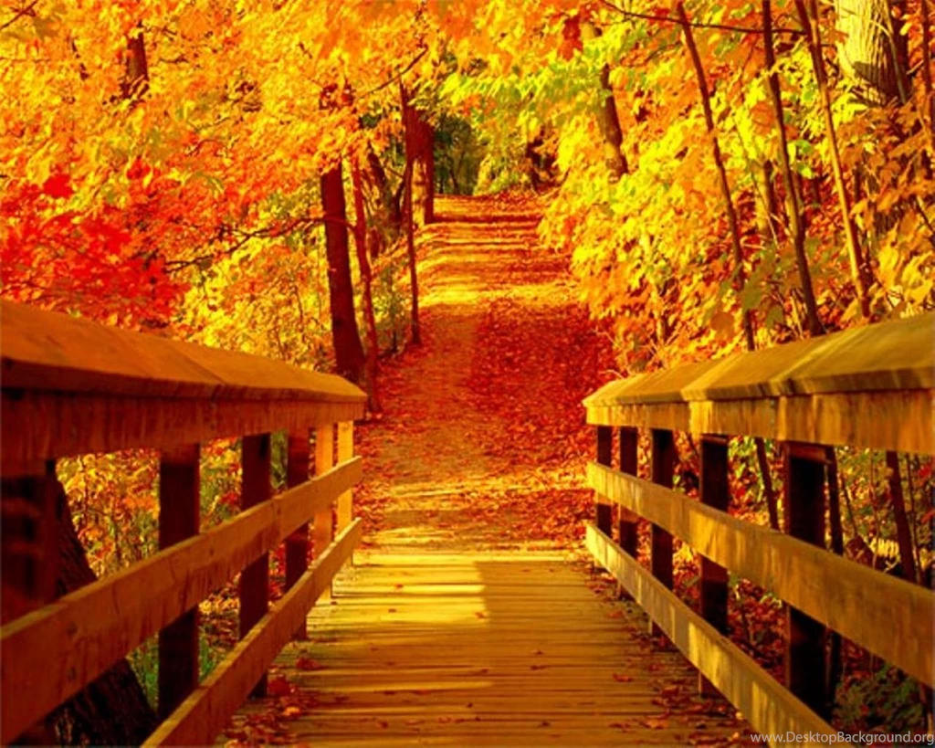 Bridge At Fall Wallpapers   (
