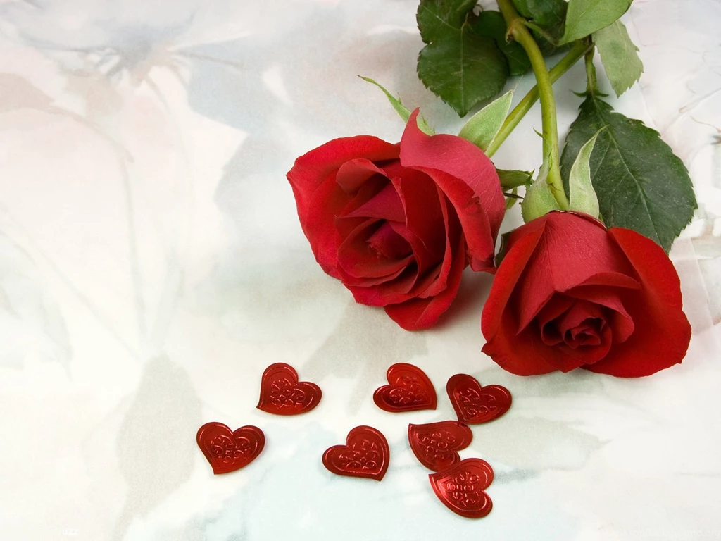 Top red roses for lover wallpapers free hd