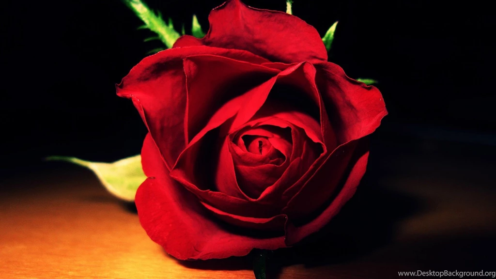 Lovely Red Rose Flower Macro Wallpapers High De