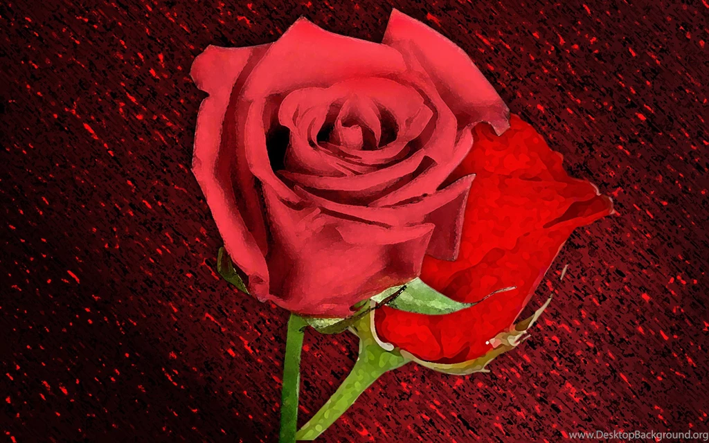 Red Rose Wallpapers 65229