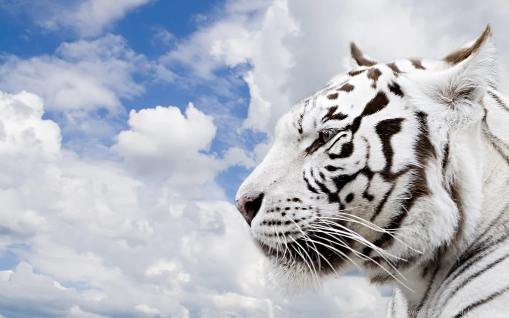 Jestingstock.com White Tiger Wallpapers Free Download