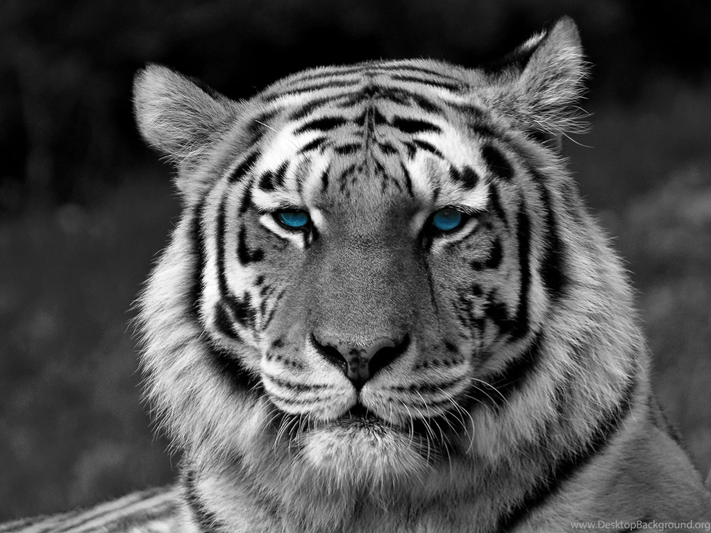 White Tiger Image Wallpapers Hd Stay1009