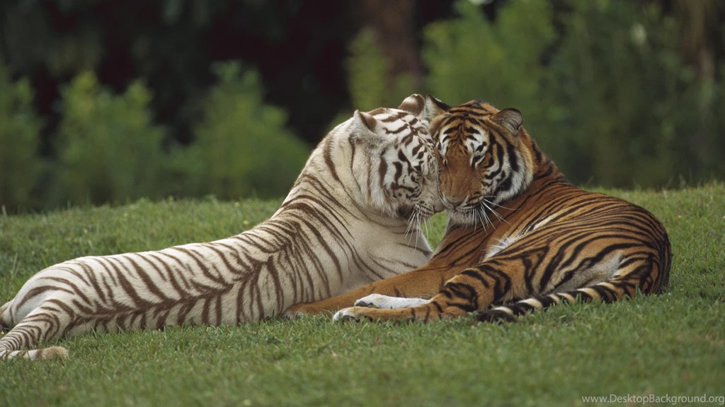 White Tiger Stay1028