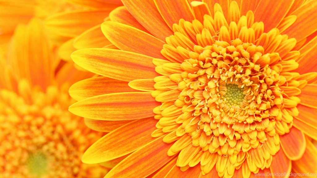 Flowers, Cherries, Widescreen, Wallpapers, Diamonds (