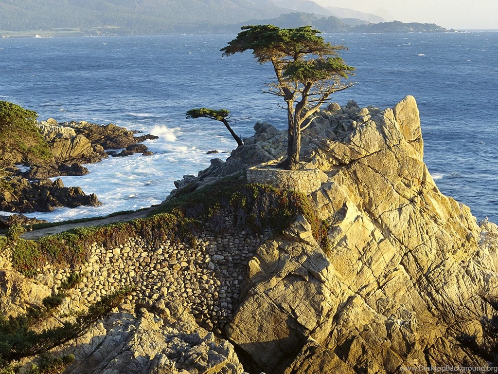 Lono Cypress / Pebble Beach / California / USA Wallpapers And ...