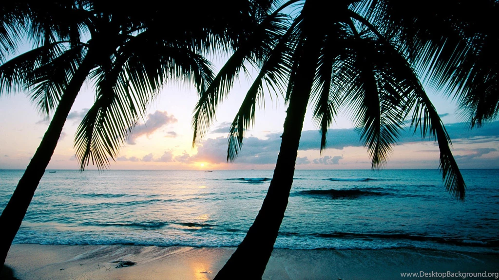Sunsets, Ocean, Beach, Waves, Palm Trees, Seascapes, Palms ...