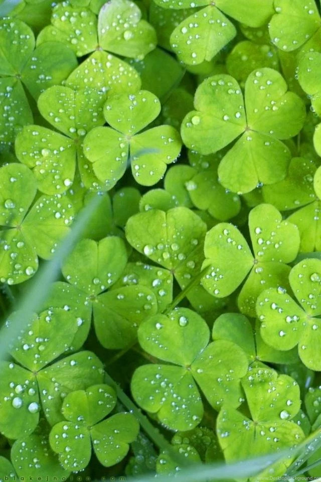 30+ Nature Wallpapers For iPhone