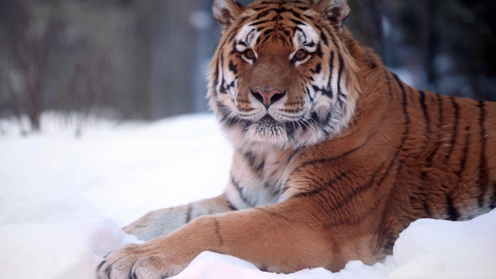 Wallpapers Pixels Wide And Tall Tiger Snow Animal 2048x1152 ...