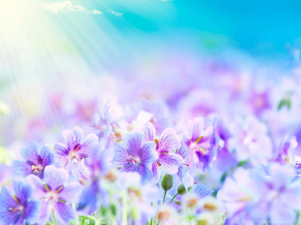 Flower Backgrounds Desktop Backgrounds Wallpapers [1107]   Best HD ...