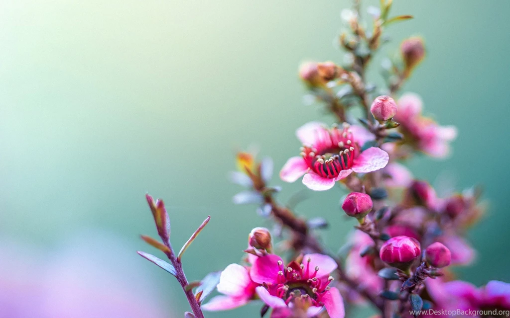 Beautiful Flower Wallpapers For Girls Desktop W