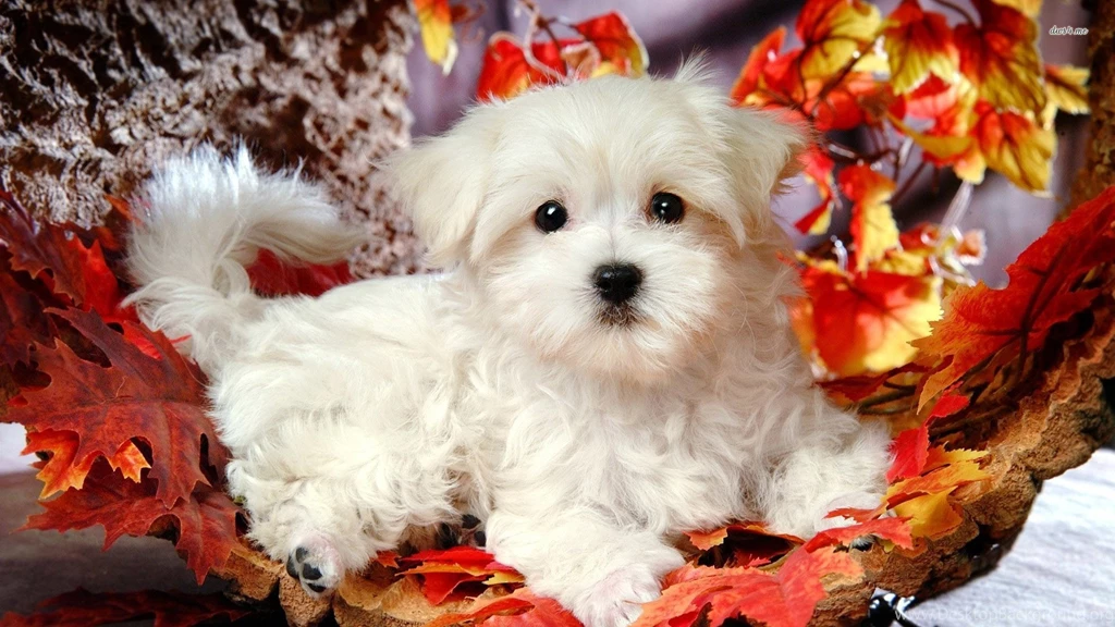 Maltese Puppies Wallpapers