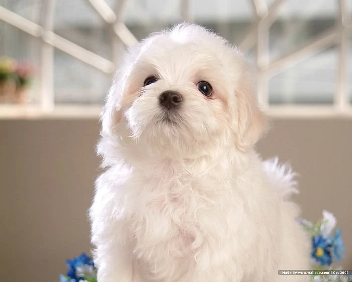 1600*1200 White Maltese Puppy Maltese Maltese Puppies Wallpapers ...
