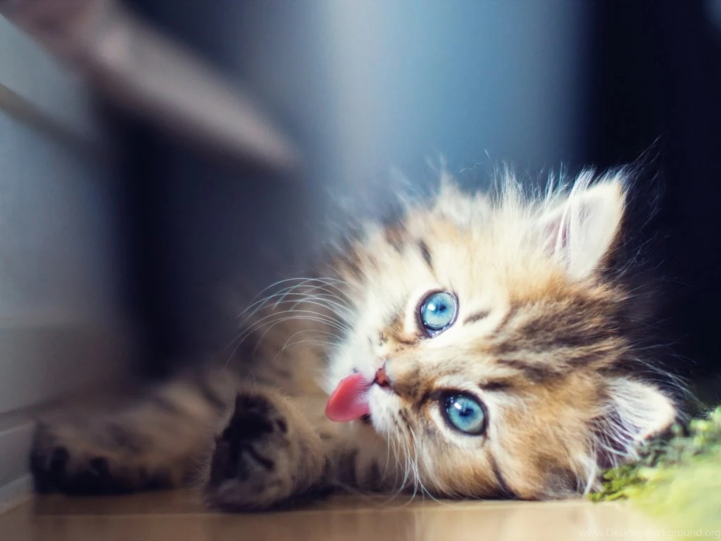 Cat Desktop Wallpapers My Name Is Puff