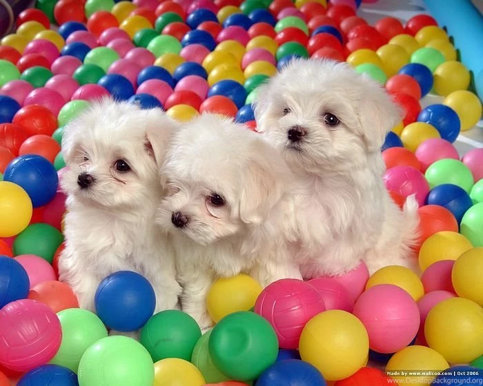 72Pics] Cuddly White Maltese Puppies (Vol.1)   1600*1200 White ...