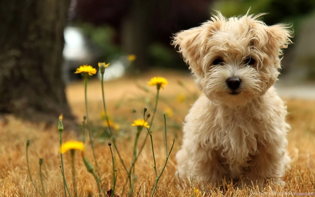 Maltese Puppies 1300x776px
