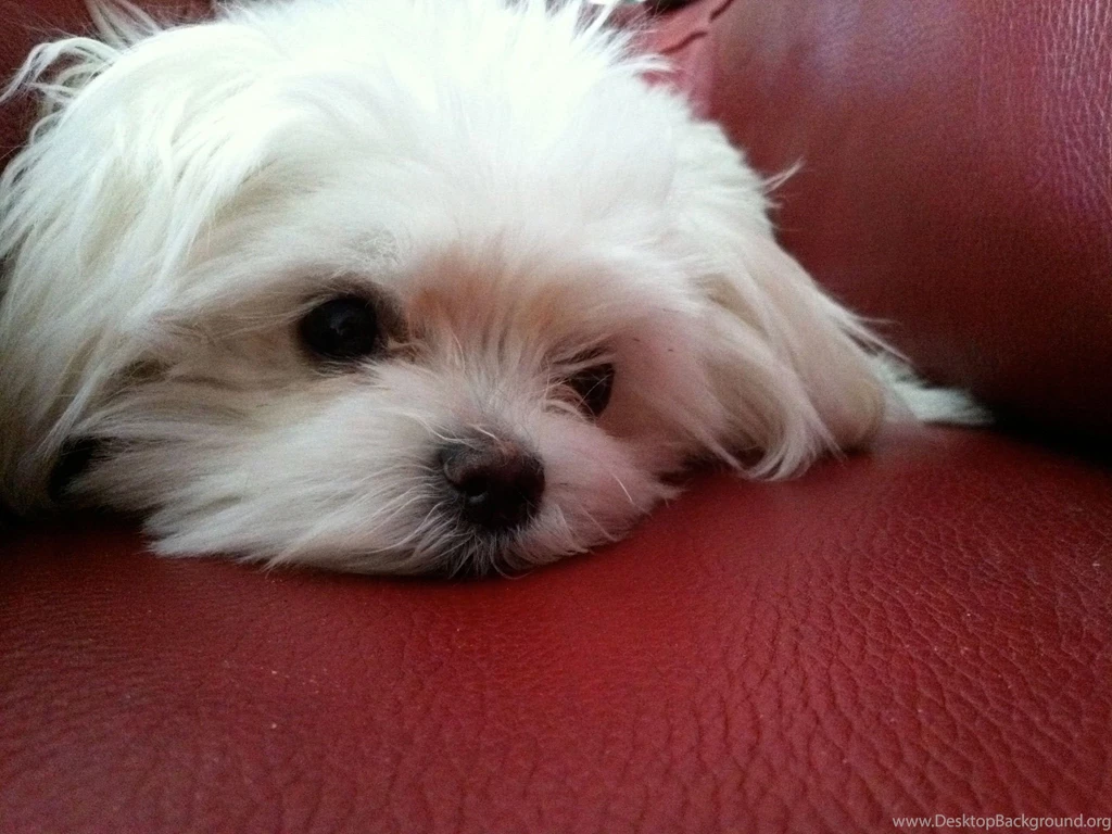 Maltese Puppy Is Sleeping On Back Seat Wallpapers