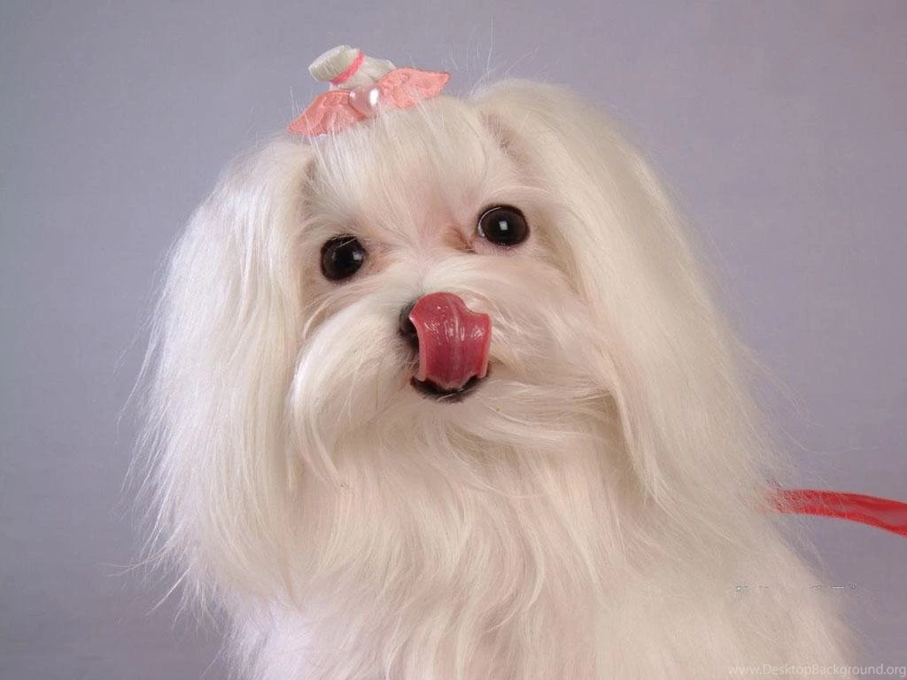 Maltese Puppies Wallpapers 2pups